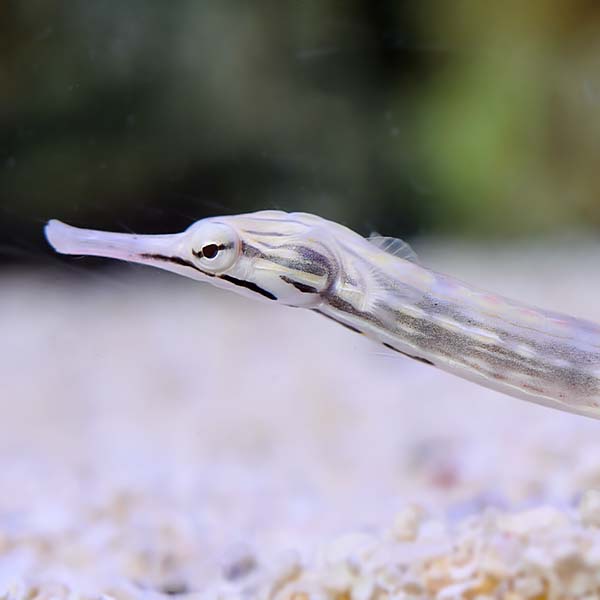 Dragonface Pipefish EXPERT ONLY