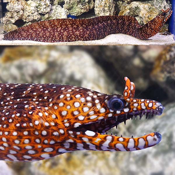 Japanese Dragon Eel 