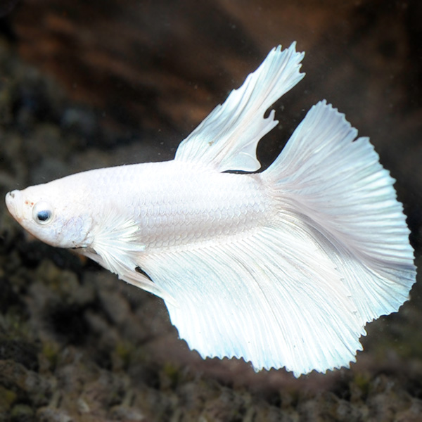 Platinum Dumbo Betta, Male