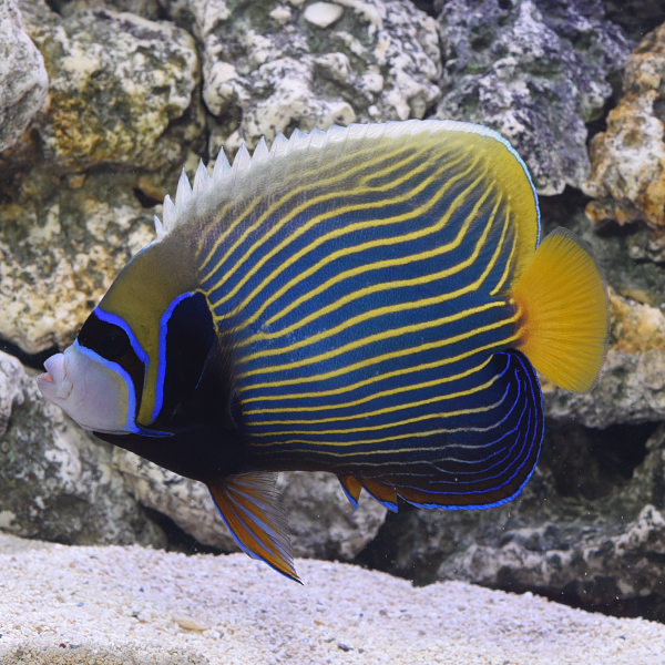 Emperor Angelfish