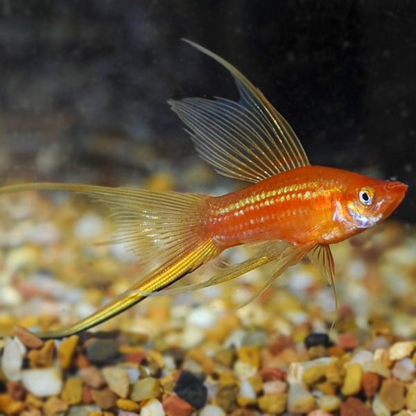 Hi Fin Swordtail Group