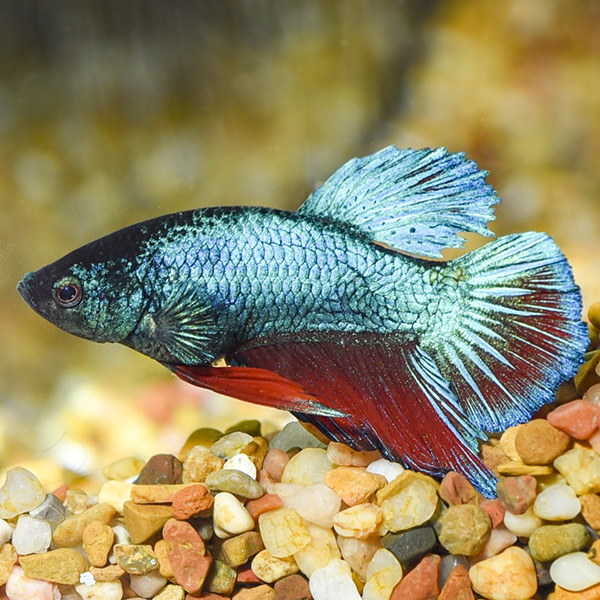 Dragon Scale Plakat Betta, Male