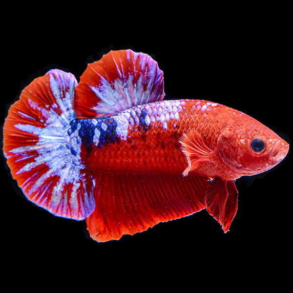 Hellboy Plakat Betta, Male