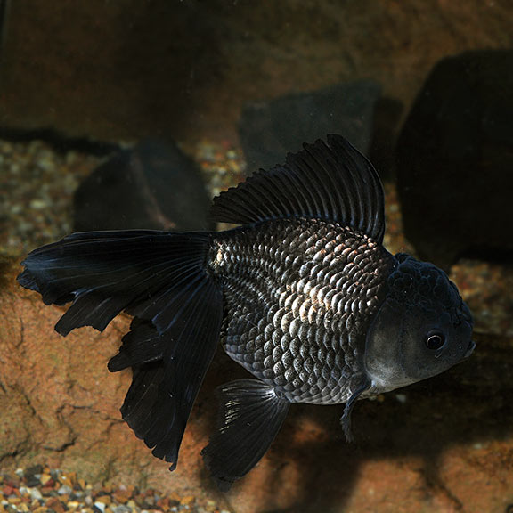 Black Oranda Goldfish