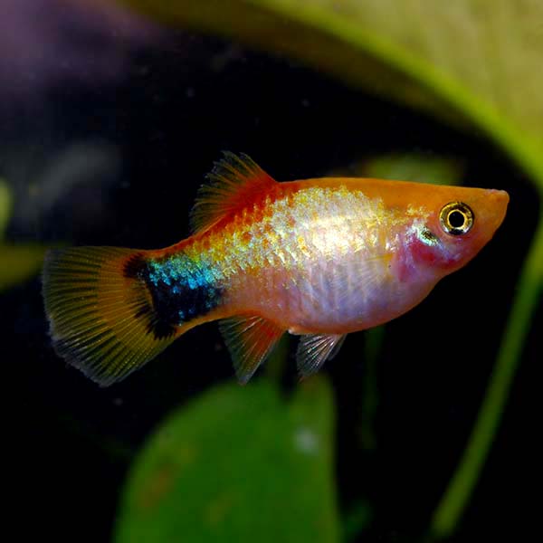 Gold Mickey Mouse Platy