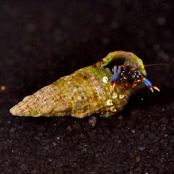 Dwarf Blue Leg Hermit Crab, Tiny