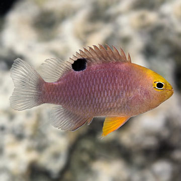 Talbot's Damselfish 