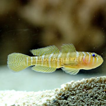 Yellow Priolepis Goby