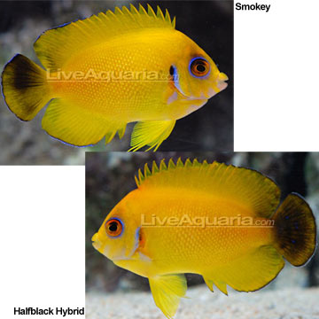 Lemonpeel Hybrid Angelfish