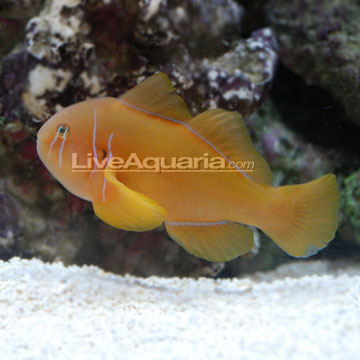 Clown Goby, Citrinis