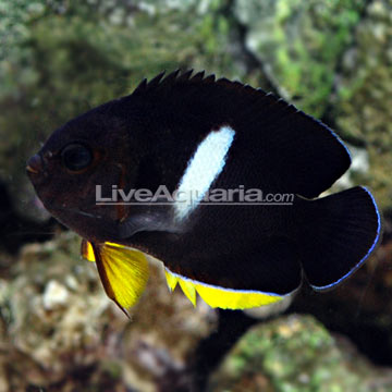 Tibicen Angelfish