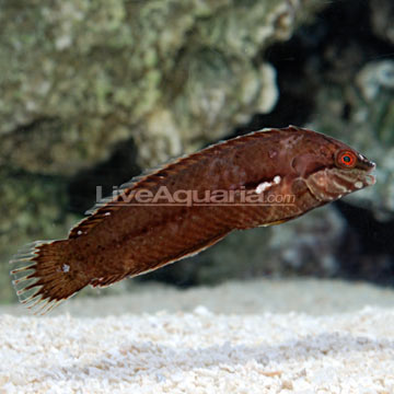 Sea Grass Wrasse