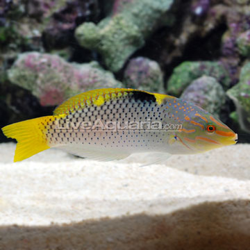 Marble/Hortulanus Wrasse