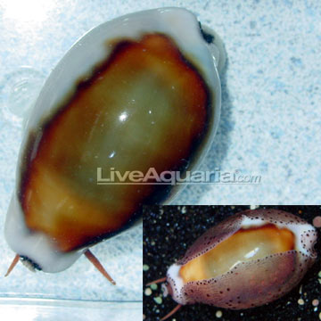 Chestnut Cowrie