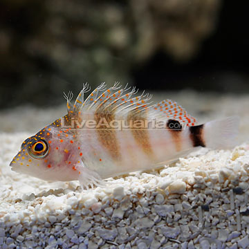 Two Spot Hawkfish 