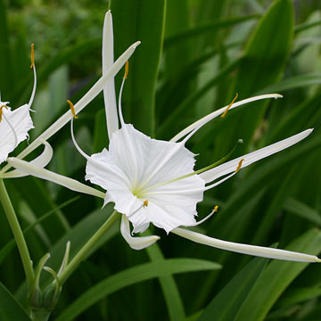 Spider Lily