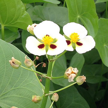 Sagittaria montevidensis