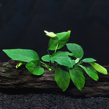 Anubias nana on Driftwood