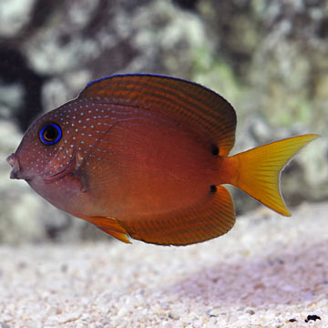 Two Spot Bristletooth Tang