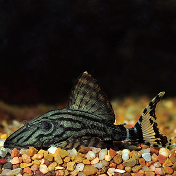 Royal (L-191) Plecostomus