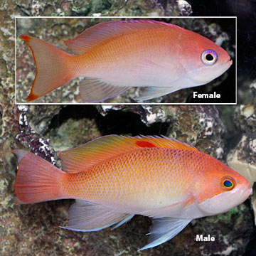 Stocky Anthias