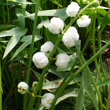 Double Flowering Arrowhead