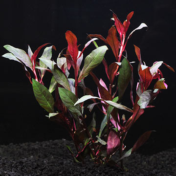 Ludwigia Peruensis