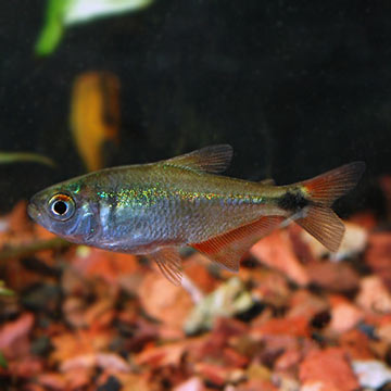 Buenos Aires Tetra Group