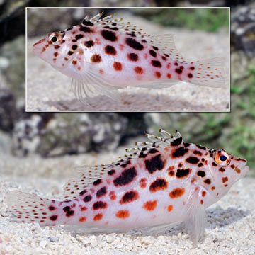 Pixy/Spotted Hawkfish 