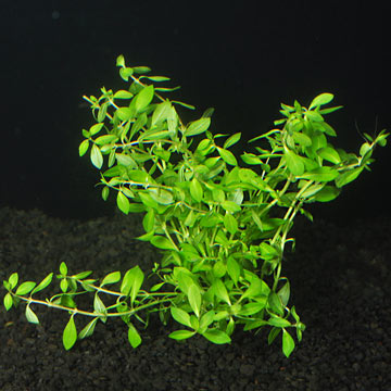 Ludwigia Needle Leaf