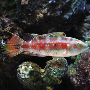 Two Spot Wrasse