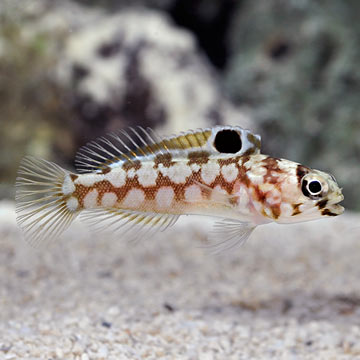 Chinstrap Jawfish