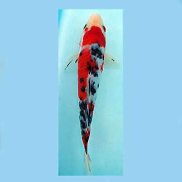 Sanke High Quality Koi, Japan Strain