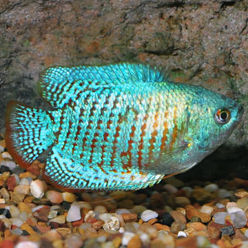 Powder Blue Dwarf Gourami