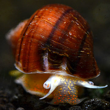 Albino Mystery Snail Group