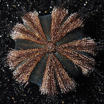 Tuxedo Urchin