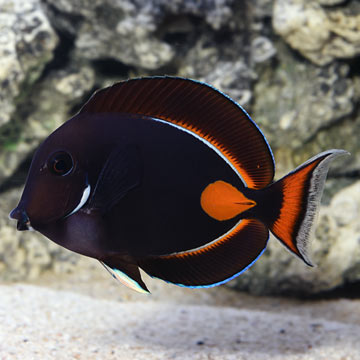 Achilles Tang EXPERT ONLY