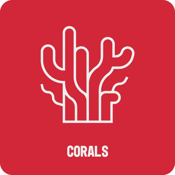 Corals