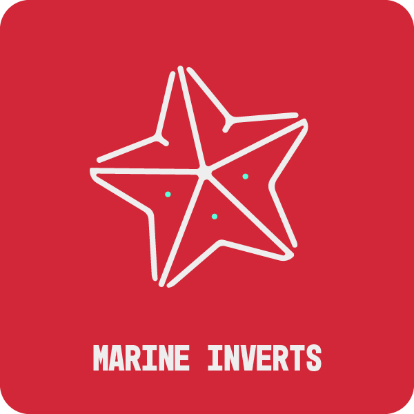 Marine Inverts