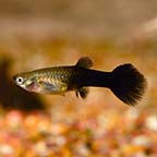 Black Guppy, Female