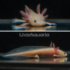 Leucistic Axolotl, GFP 