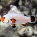 ORA® Captive-Bred Wyoming White Clownfish