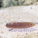 Biota Captive-Bred Court Jester Goby