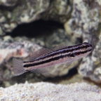 Biota Captive-Bred Link's Goby