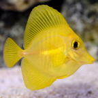 Biota Captive-Bred Yellow Tang