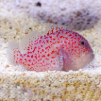 Madagascar Spotted Croucher Goby 