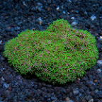 Metallic Green Starburst Polyp