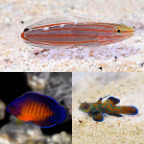 Biota Premium Marine Fish Pack