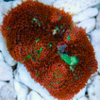 Red Mini Carpet Anemone