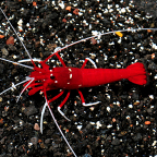 Blood Red Fire Shrimp